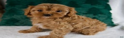 Cavapoo dogs for sale: Bailey - Ad 1