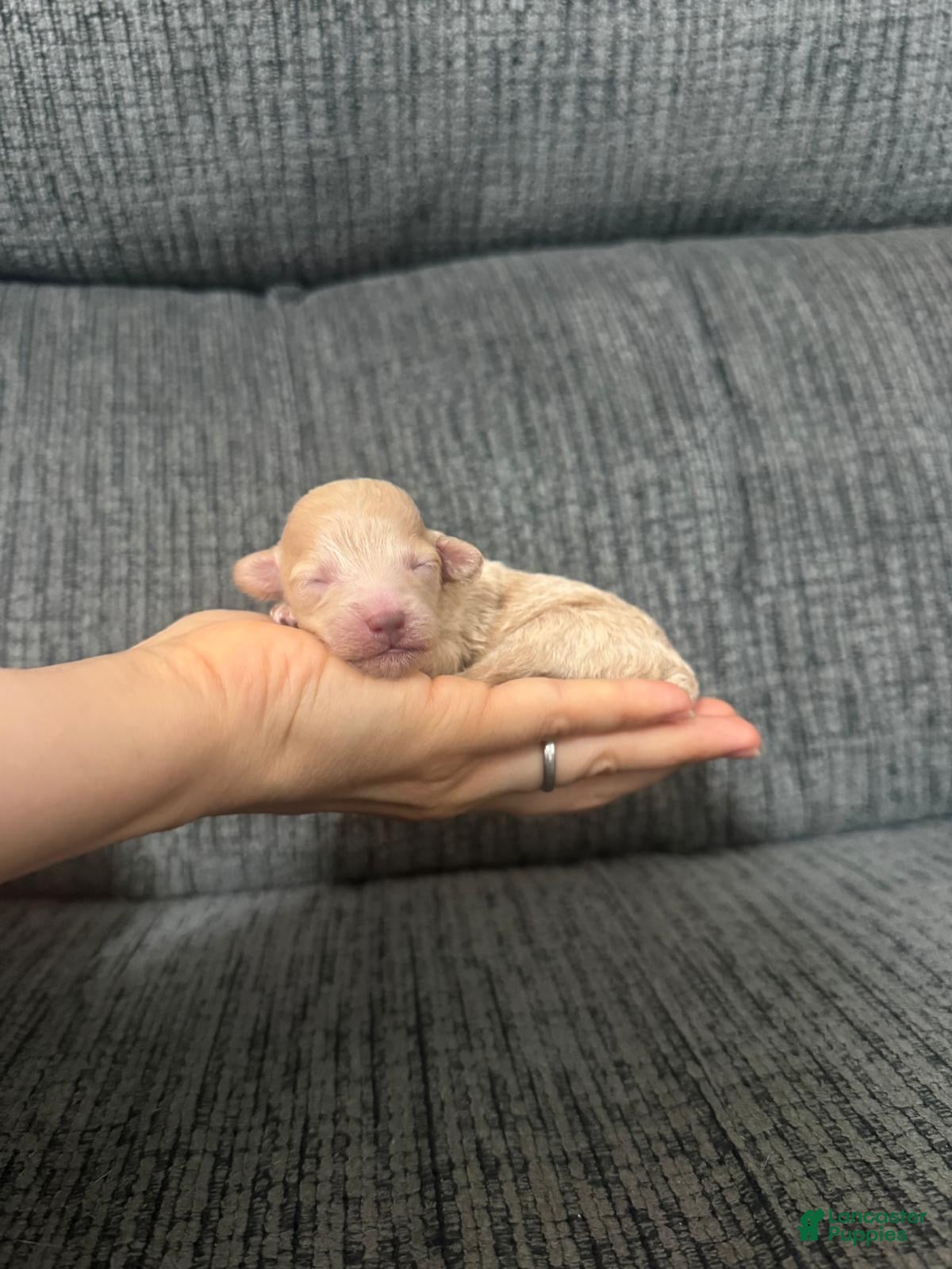 Toy Poodle dogs Rosie - Ad 4