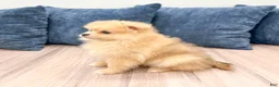 Pomeranian dogs for sale: Flynn - Ad 4