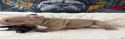 French Bulldog dogs for sale: Tesla - Ad 4