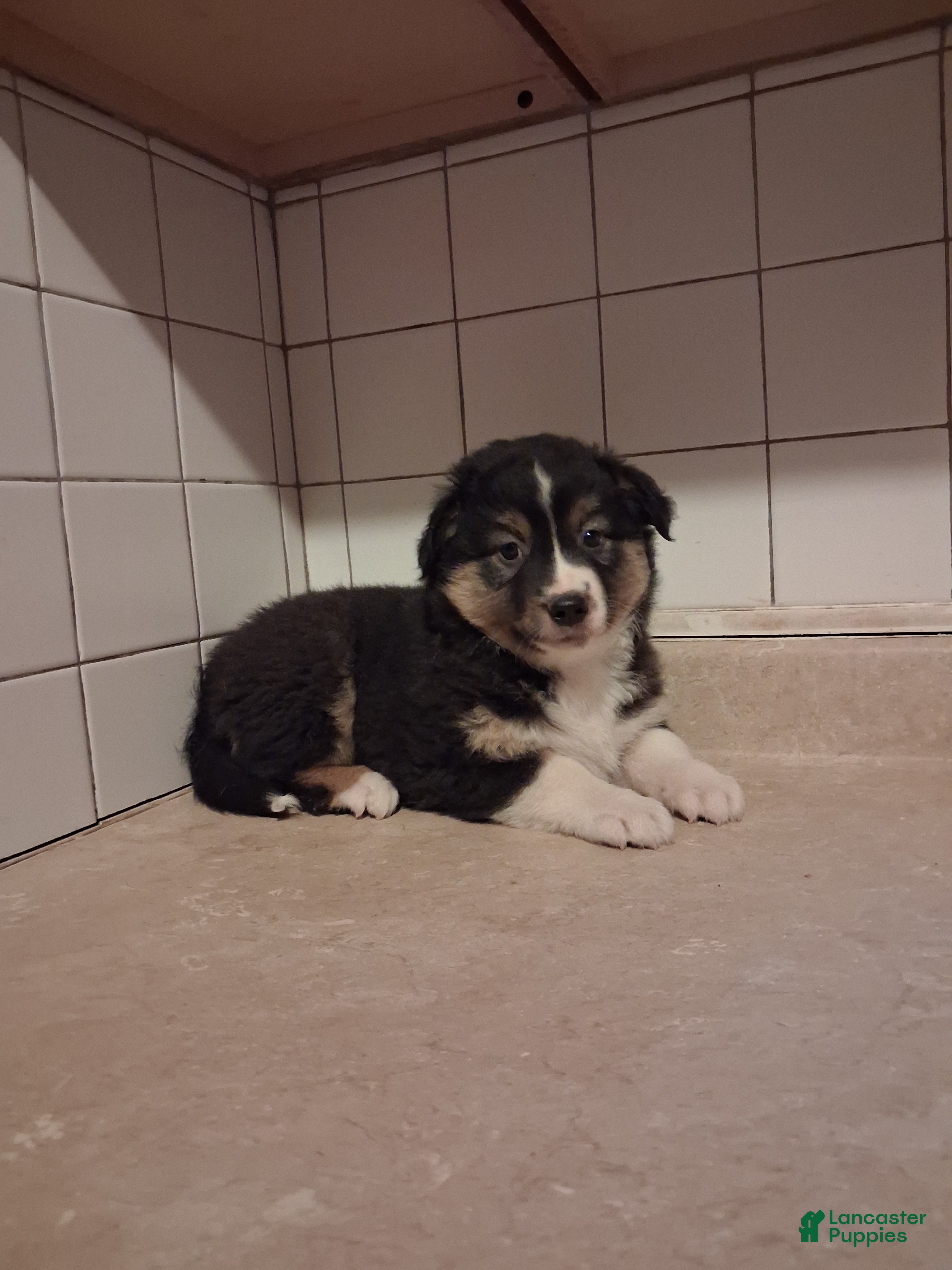Miniature Australian Shepherd dogs Miniature Australian Shepherd 6 - Ad 1