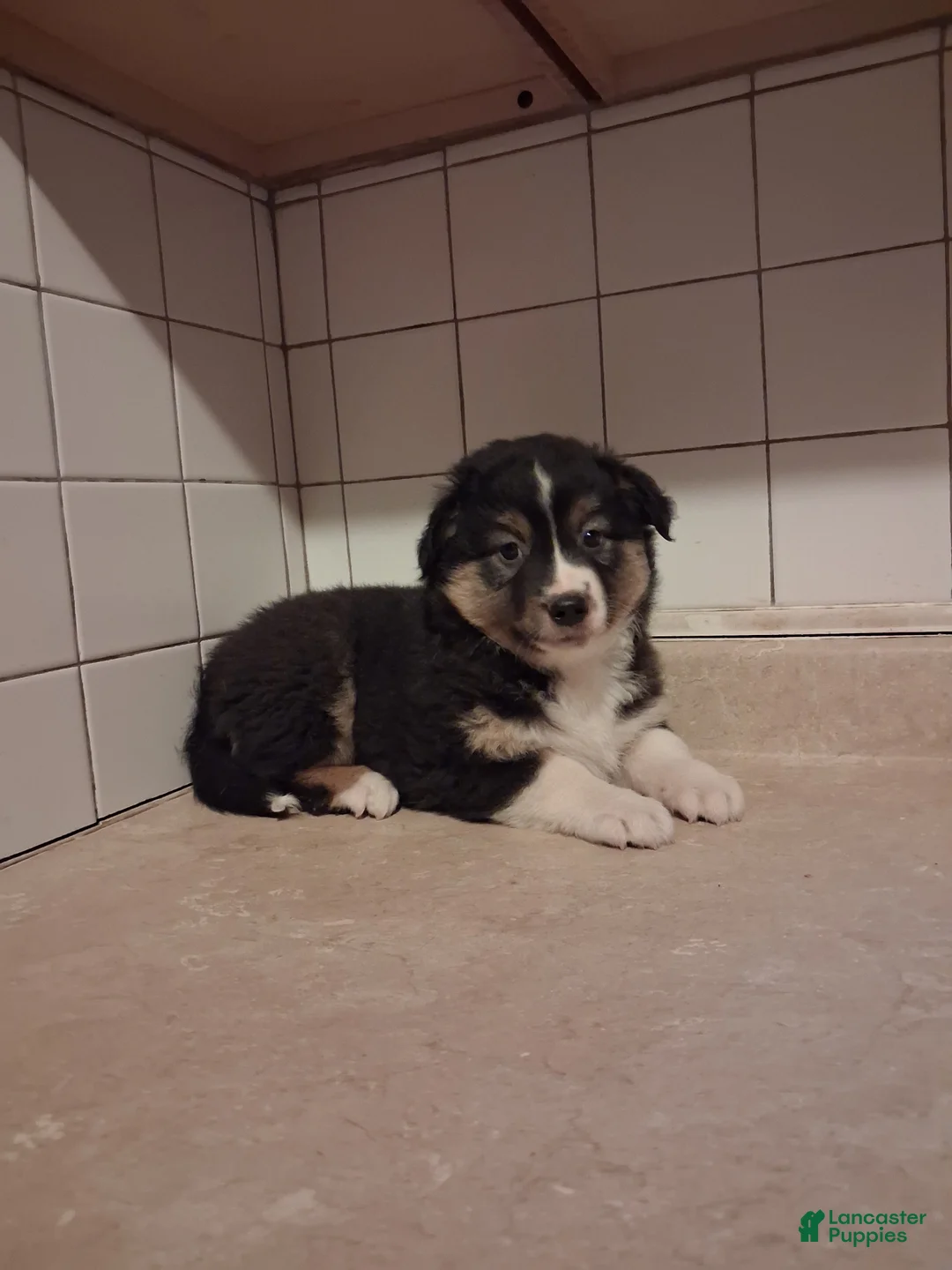 Miniature Australian Shepherd dogs for sale: Miniature Australian Shepherd 6 - Ad 1