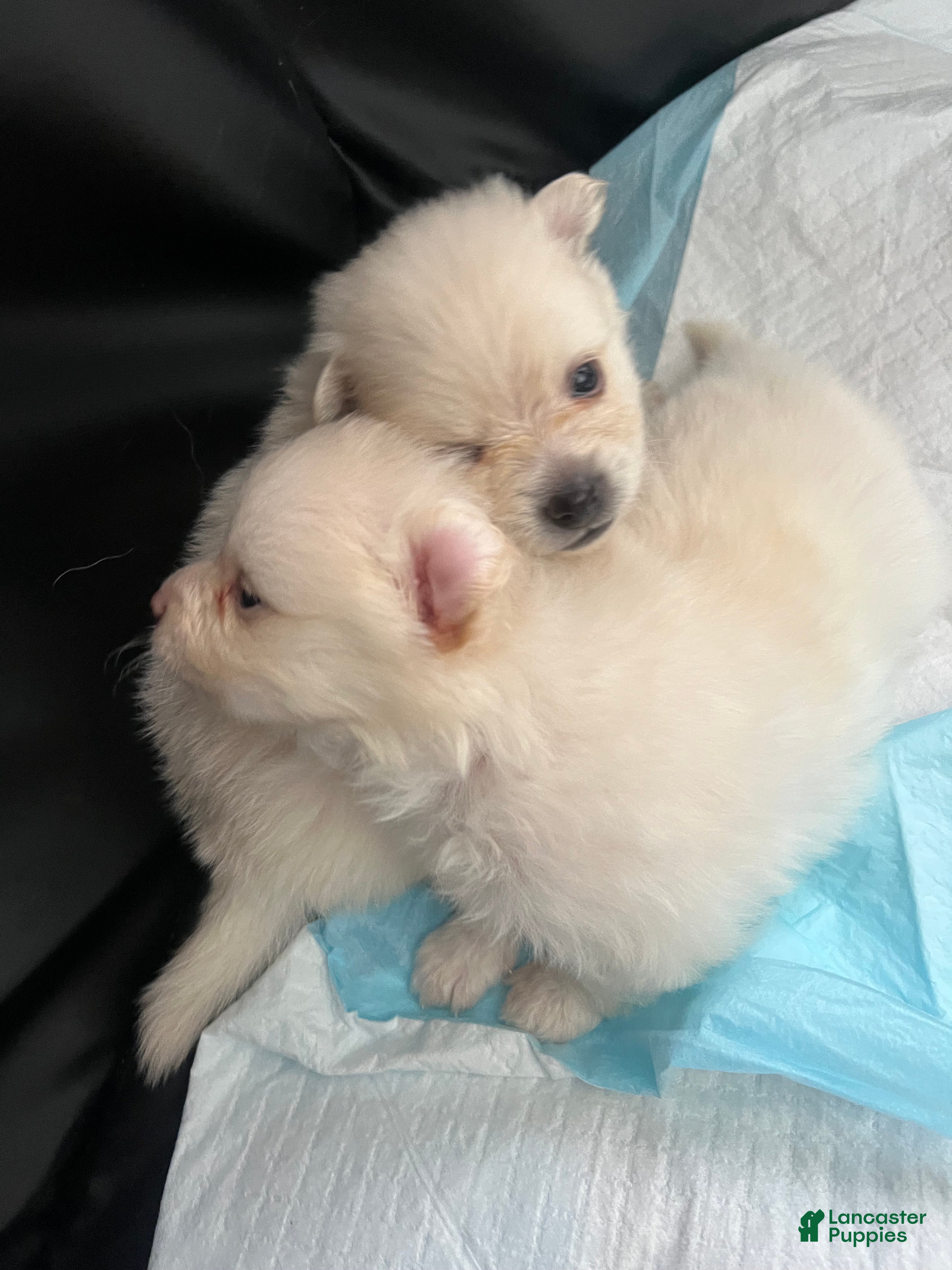 Pomeranian dogs Pomeranian Puppy 5 - Ad 13