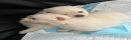 Pomeranian dogs for sale: Pomeranian Puppy 5 - Ad 1