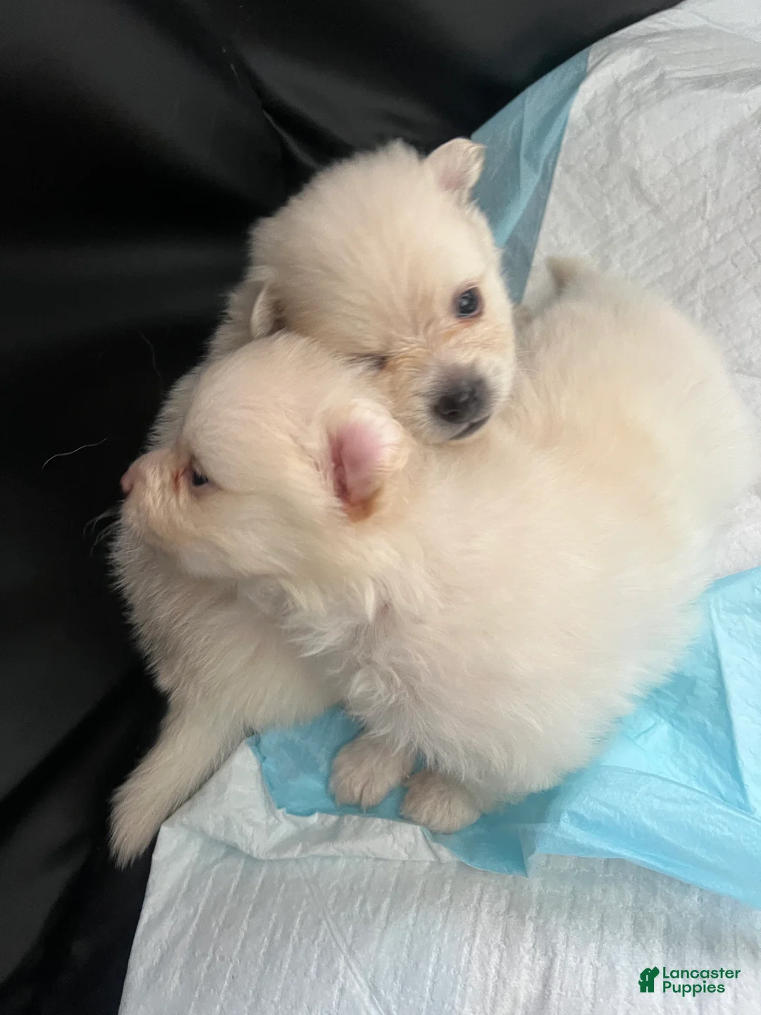 Pomeranian dogs for sale: Pomeranian Puppy 5 - Ad 1