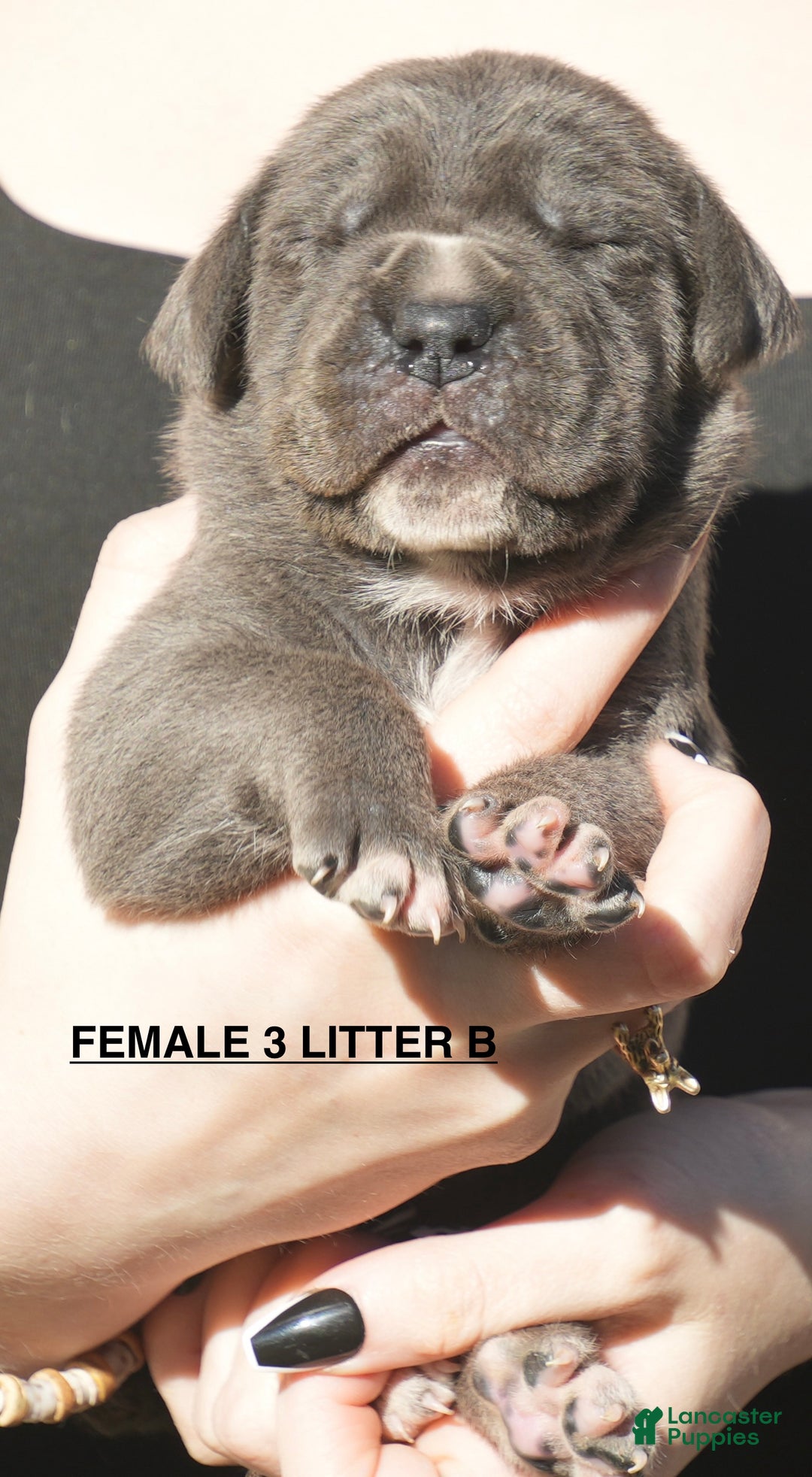 Cane Corso dogs for sale: Cane Corso Puppy 3 - Ad 1