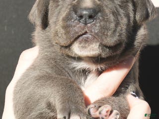 Cane Corso dogs Cane Corso Puppy 3 - Ad 18