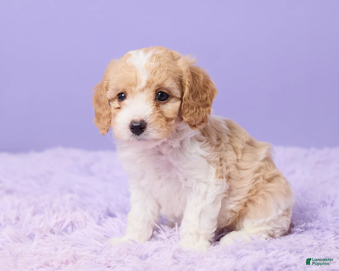 Cavapoo dogs for sale: Aria - Ad 2
