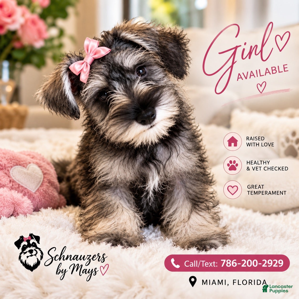Miniature Schnauzer (Miniature Schnauzer, Female) in Miami Gardens, FL