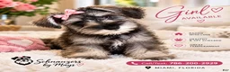 Miniature Schnauzer dogs for sale: Miniature Schnauzer 1 - Ad 1