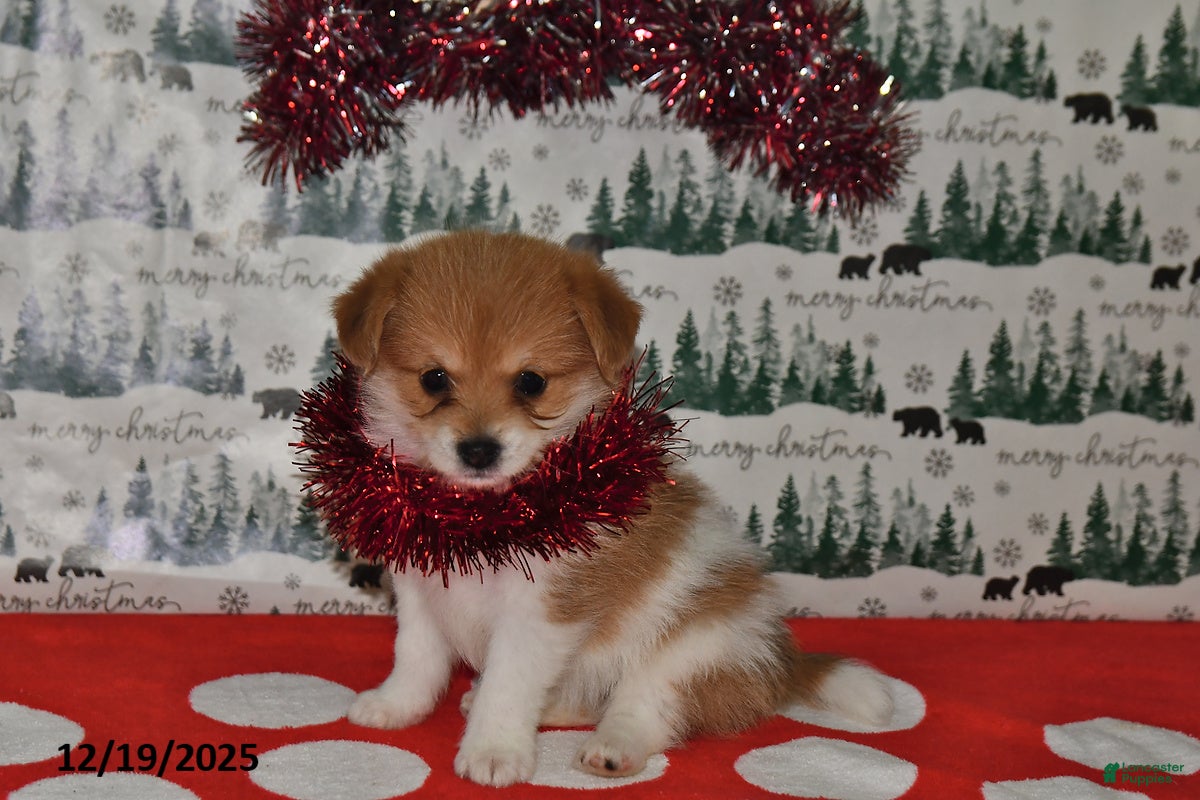 Mixed Breed dogs Shirley - Ad 14