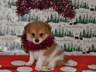 Mixed Breed dogs Shirley - Ad 14