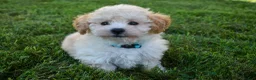 Maltipoo dogs for sale: Franklin 🐶 - Ad 17