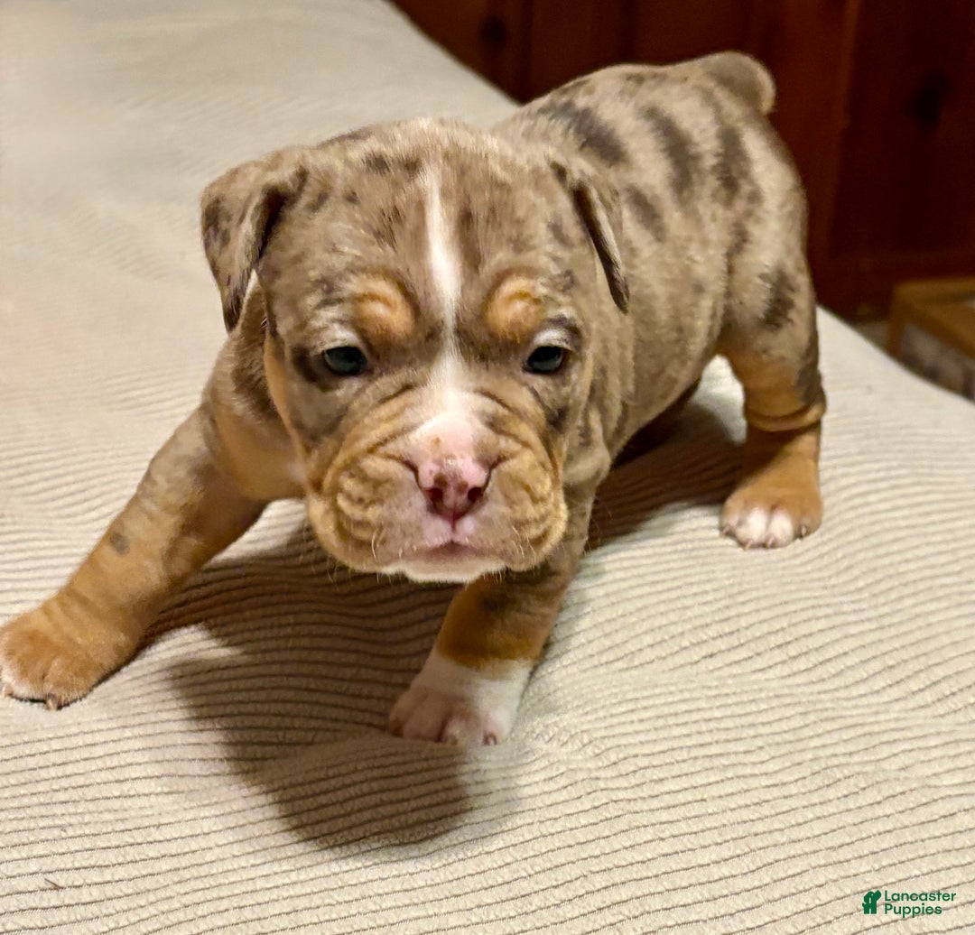 Olde English Bulldogge dogs for sale: Beth  - Ad 9