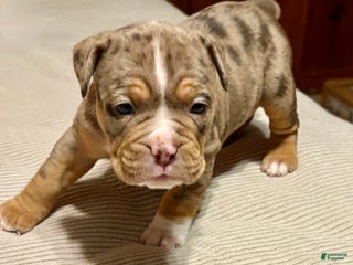 Olde English Bulldogge dogs Beth - Ad 23