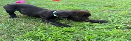 Cane Corso dogs for sale: Ketch AKC orange/teal collar - Ad 9