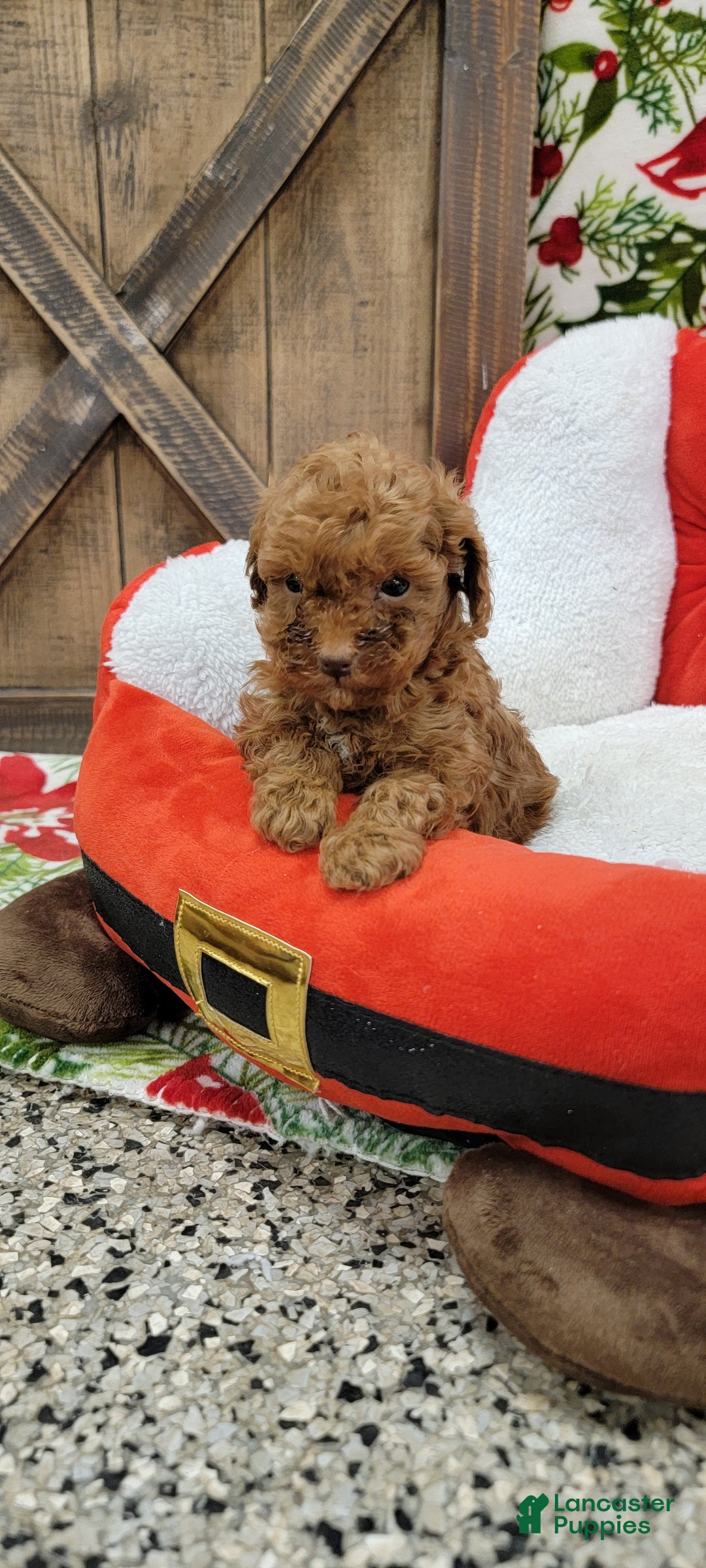 Toy Poodle dogs for sale: Midget - Ad 11