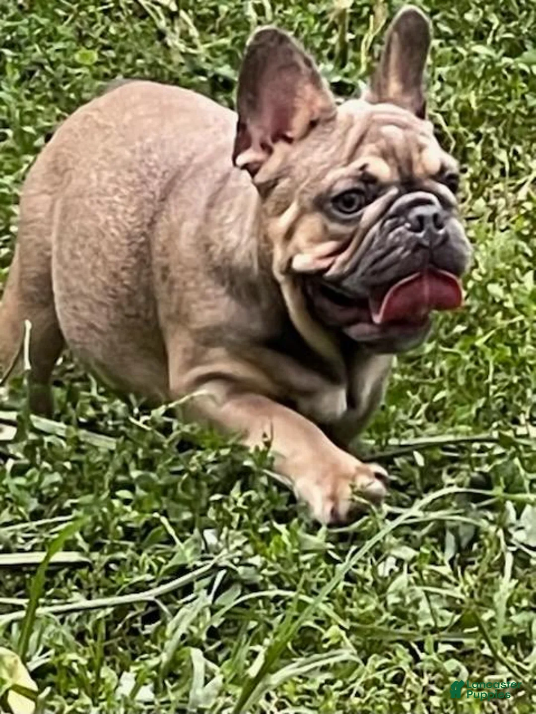 French Bulldog dogs for stud: Loki - Stud - Ad 7