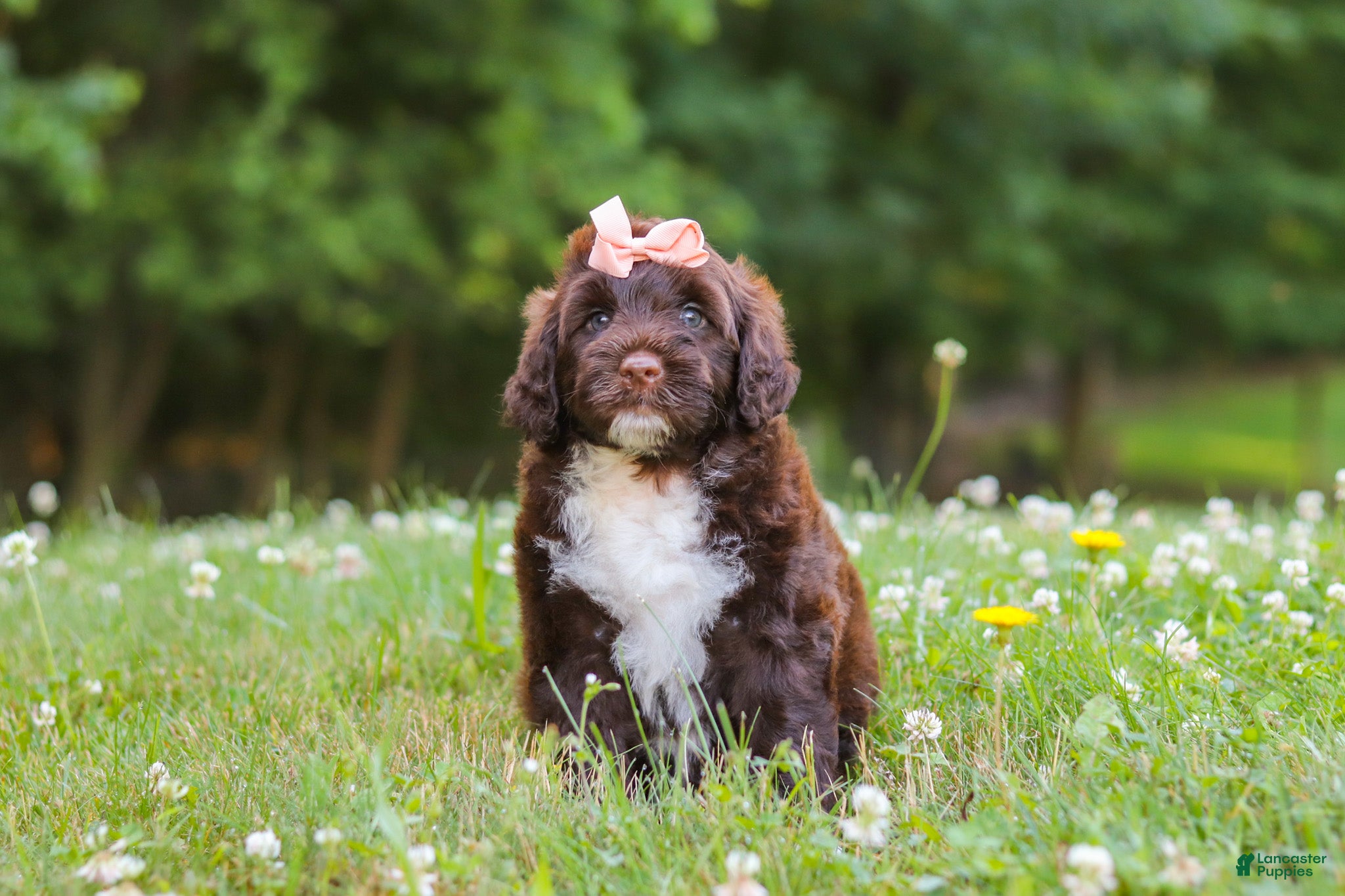 Portuguese Water Dog dogs Nora - Ad 1