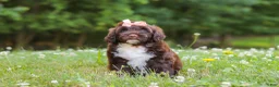 Portuguese Water Dog dogs for sale: Nora - Ad 1