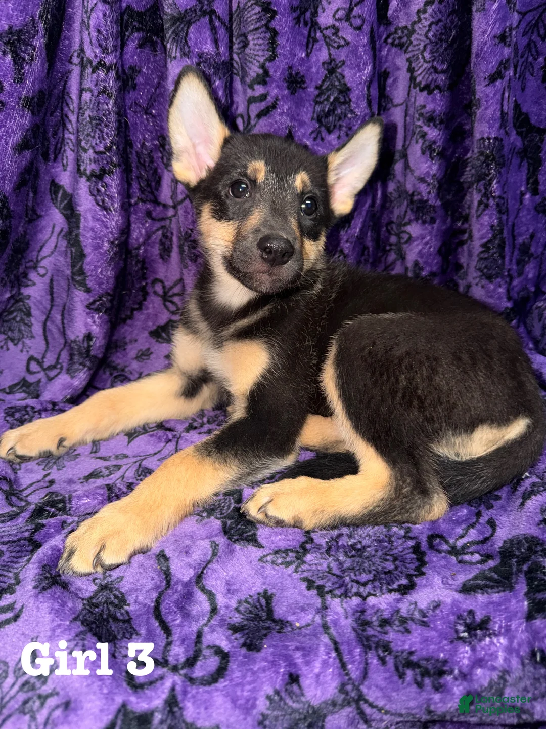 Mixed Breed dogs for sale: Girl 3 - Ad 2
