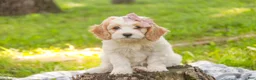 Mixed Breed dogs for sale: Fairy Munchkin Bernedoodle - Ad 3