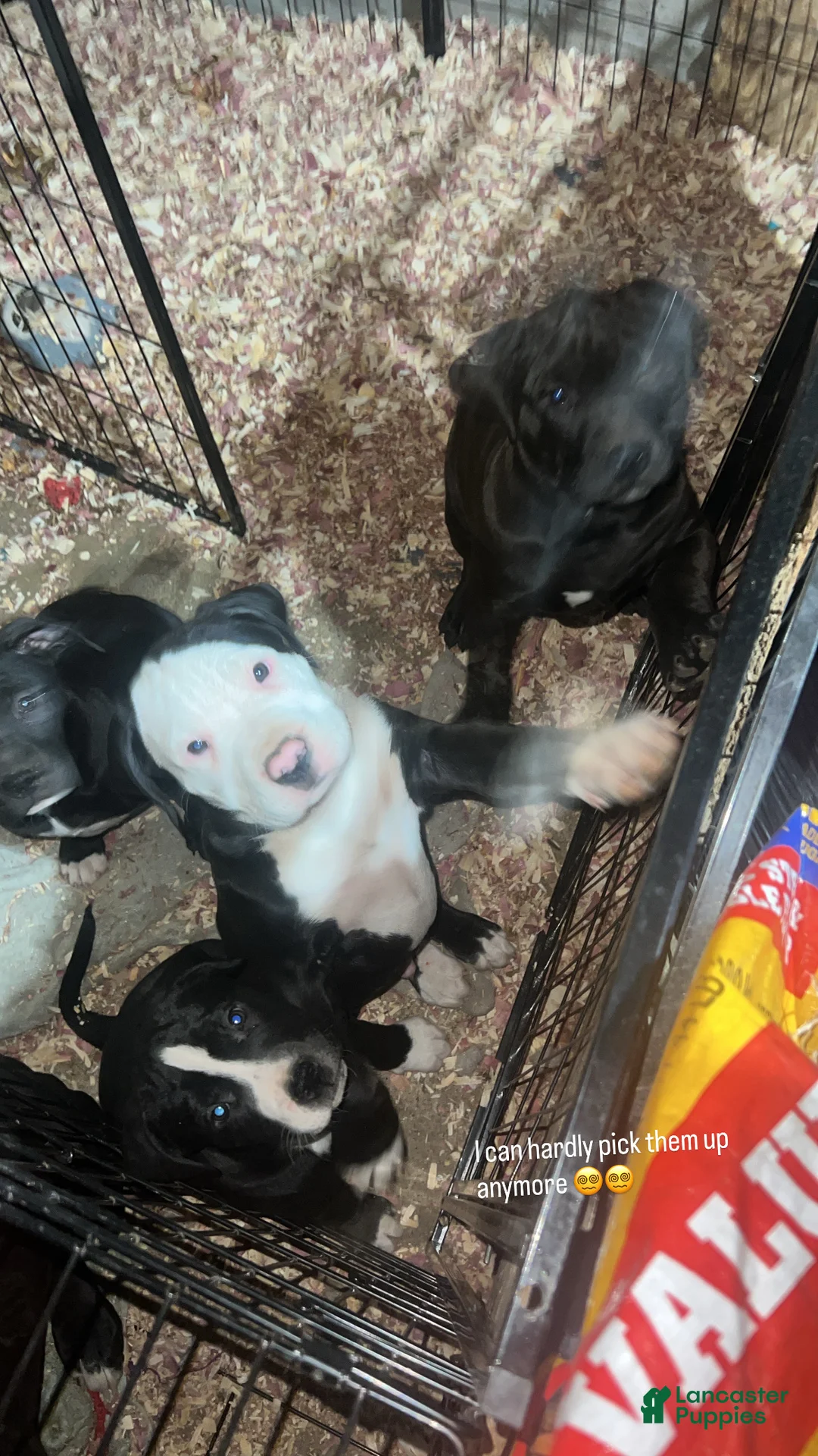 American Pit Bull Terrier dogs for sale: gustavo - Ad 6