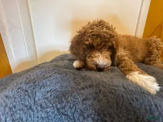 Double Doodle dogs Oakleaf - Ad 4