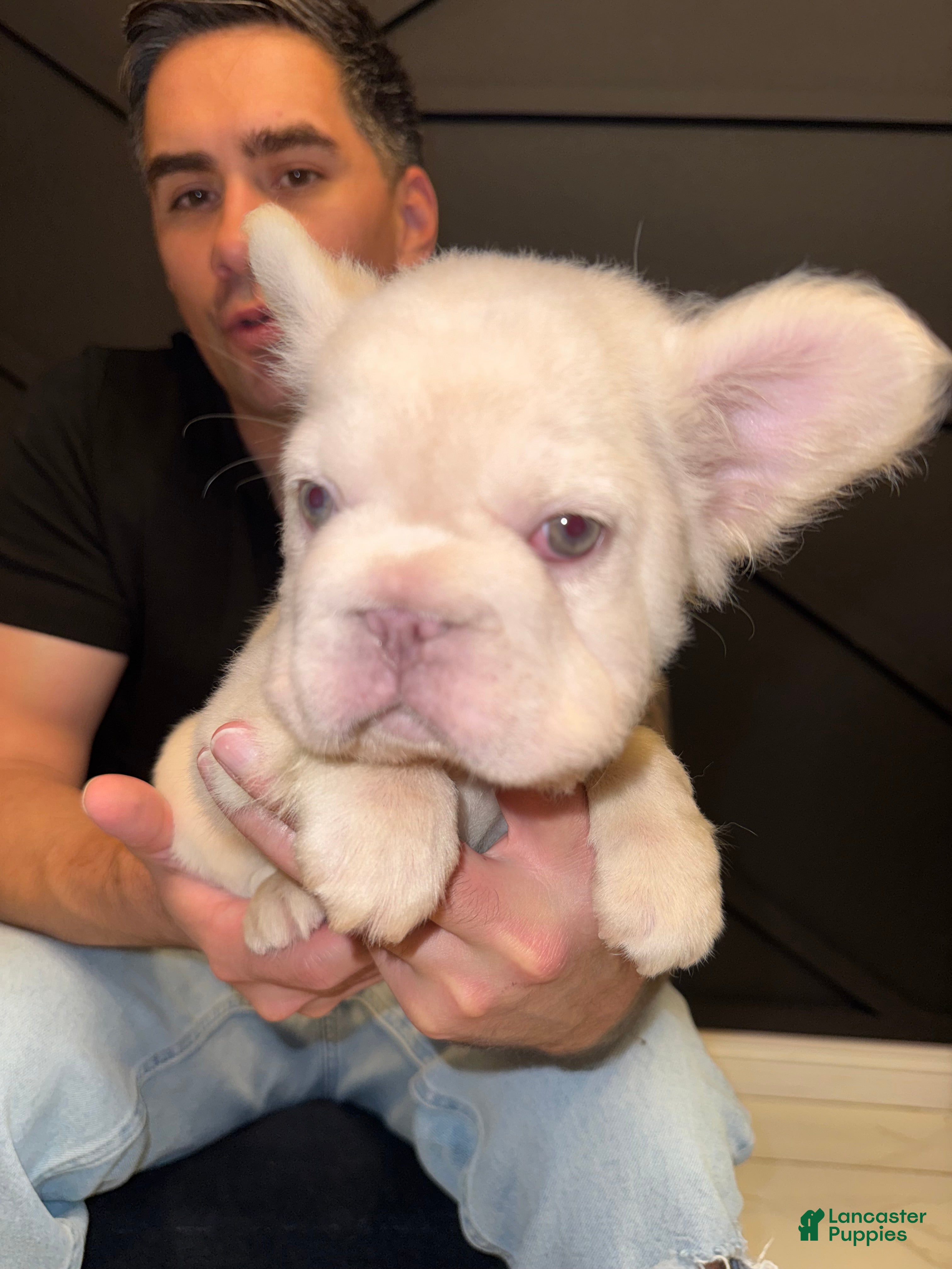 French Bulldog dogs Marshmellow - Ad 2