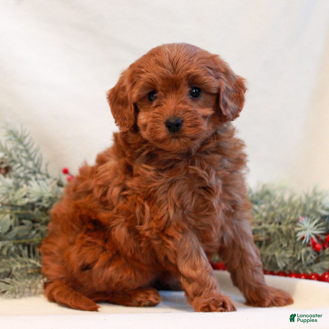 Mini Goldendoodle dogs for sale: Fern  - Ad 2