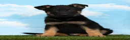 German Shepherd dogs for sale: Ward - Ad 1