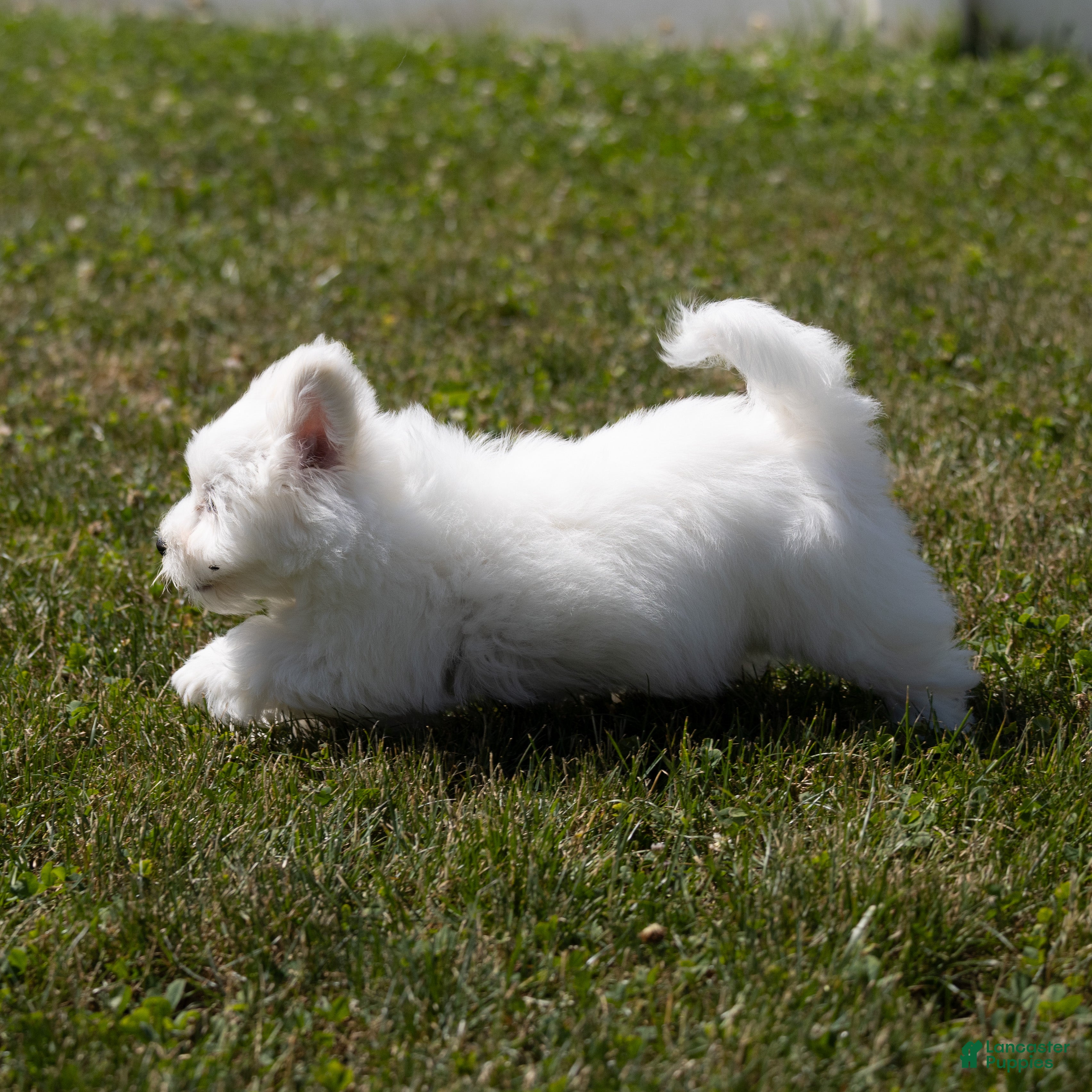 Coton De Tulear dogs Lilly - Ad 2