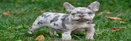 French Bulldog dogs for sale: Roxy - Ad 10