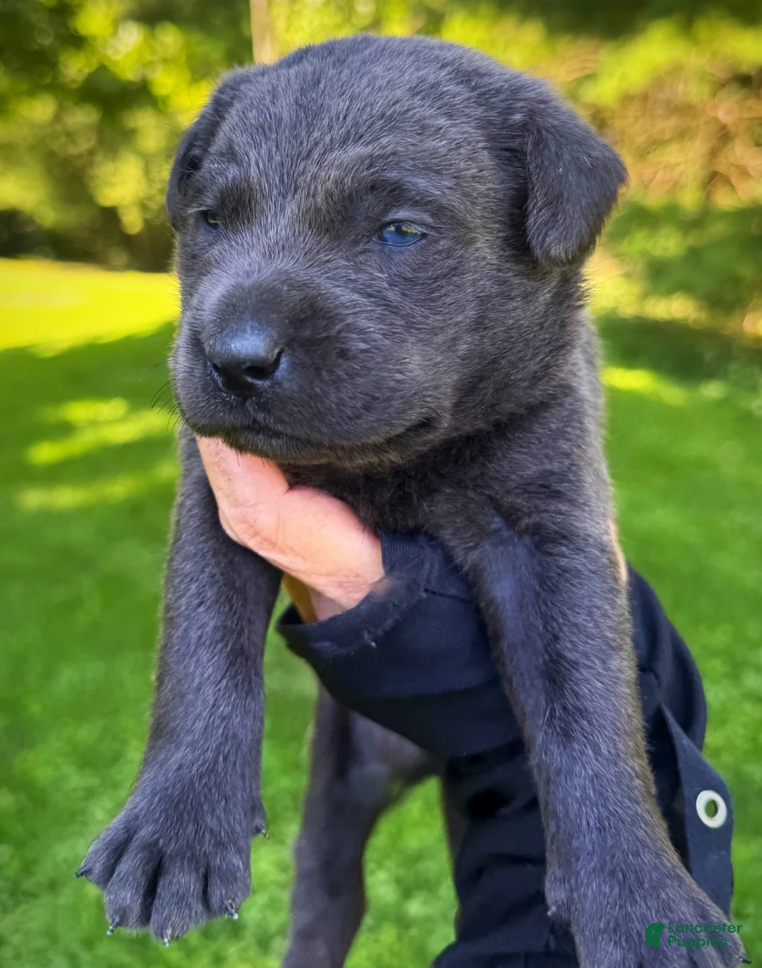 Labrador Retriever dogs for sale: Labrador Retriever 1 - Ad 2