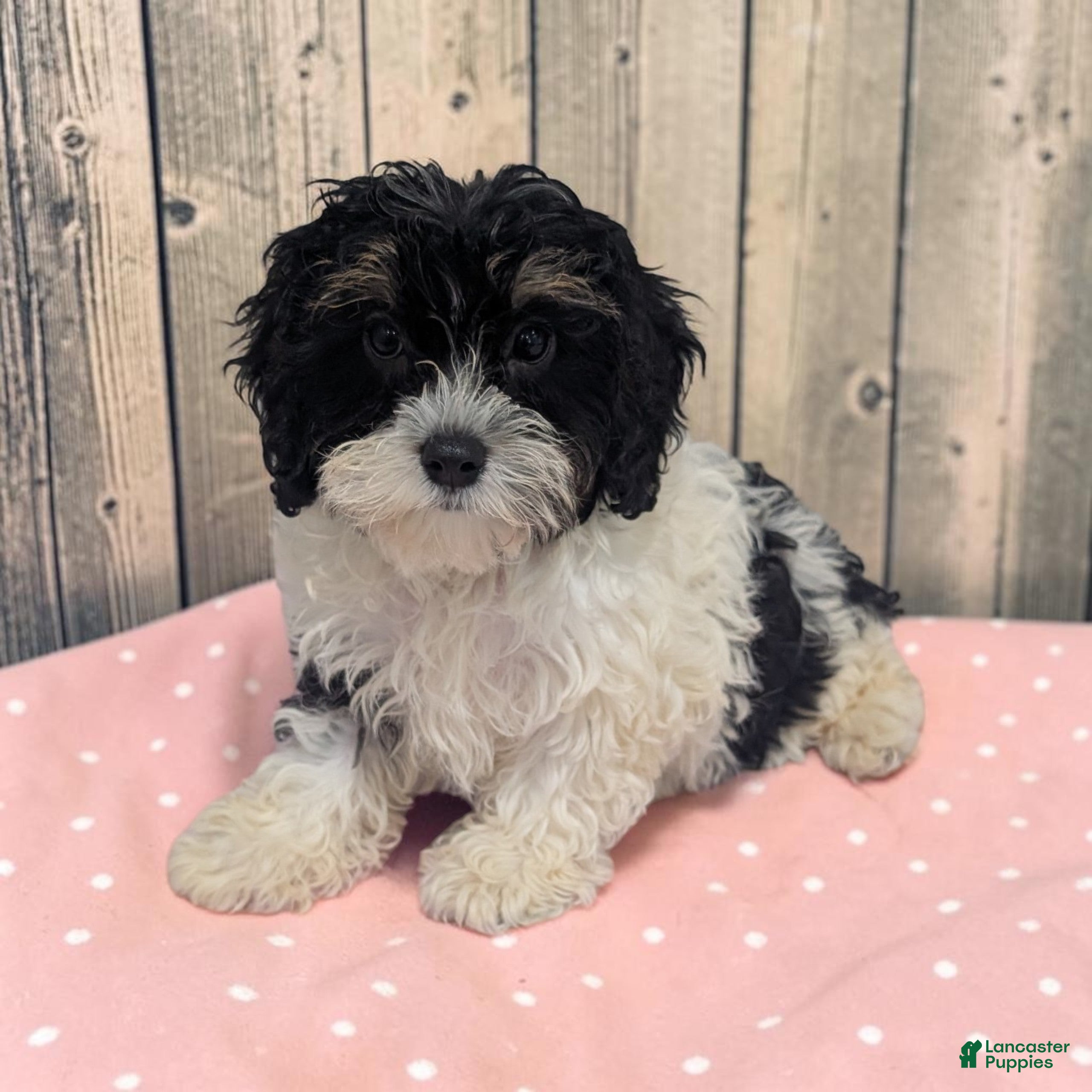 Cavapoo dogs Cherry - Ad 1