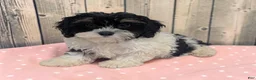 Cavapoo dogs for sale: Cherry - Ad 1