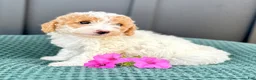 Mini Goldendoodle dogs for sale: SOPHIE - Ad 4