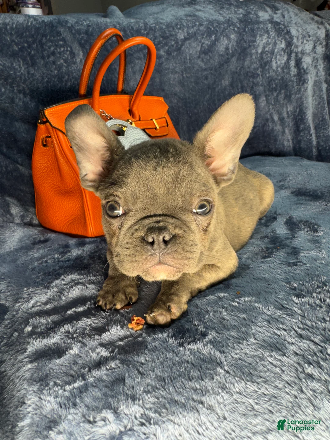 French Bulldog dogs for sale: Baby - Ad 3