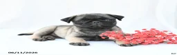Boston Terrier dogs for sale: Hazel - Ad 3