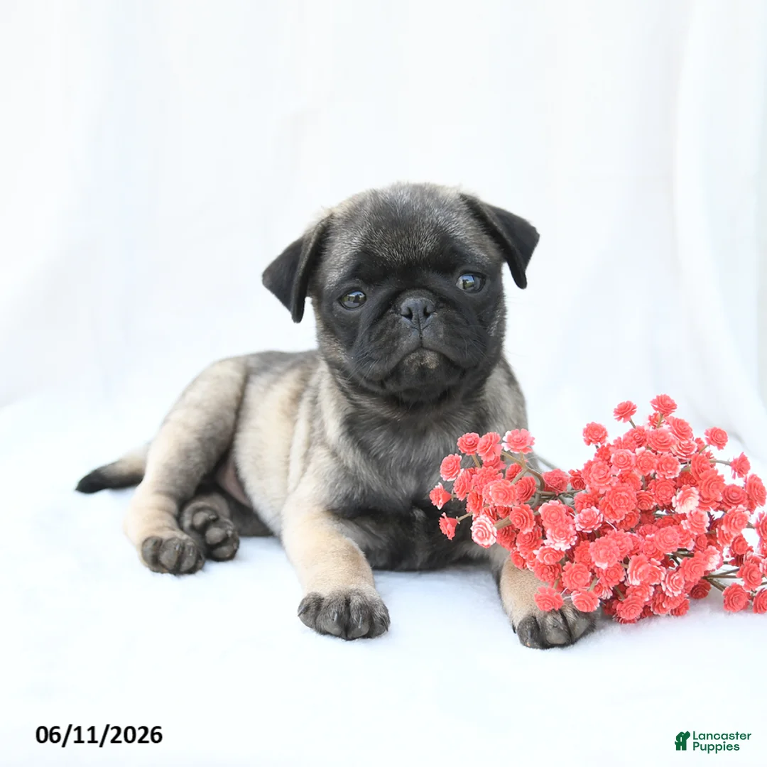 Boston Terrier dogs for sale: Hazel - Ad 3