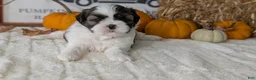 Shih Tzu dogs for sale: Koko - Ad 10
