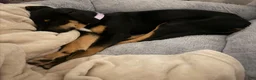 Mixed Breed dogs for sale: Mixed Breed 1 - Ad 2