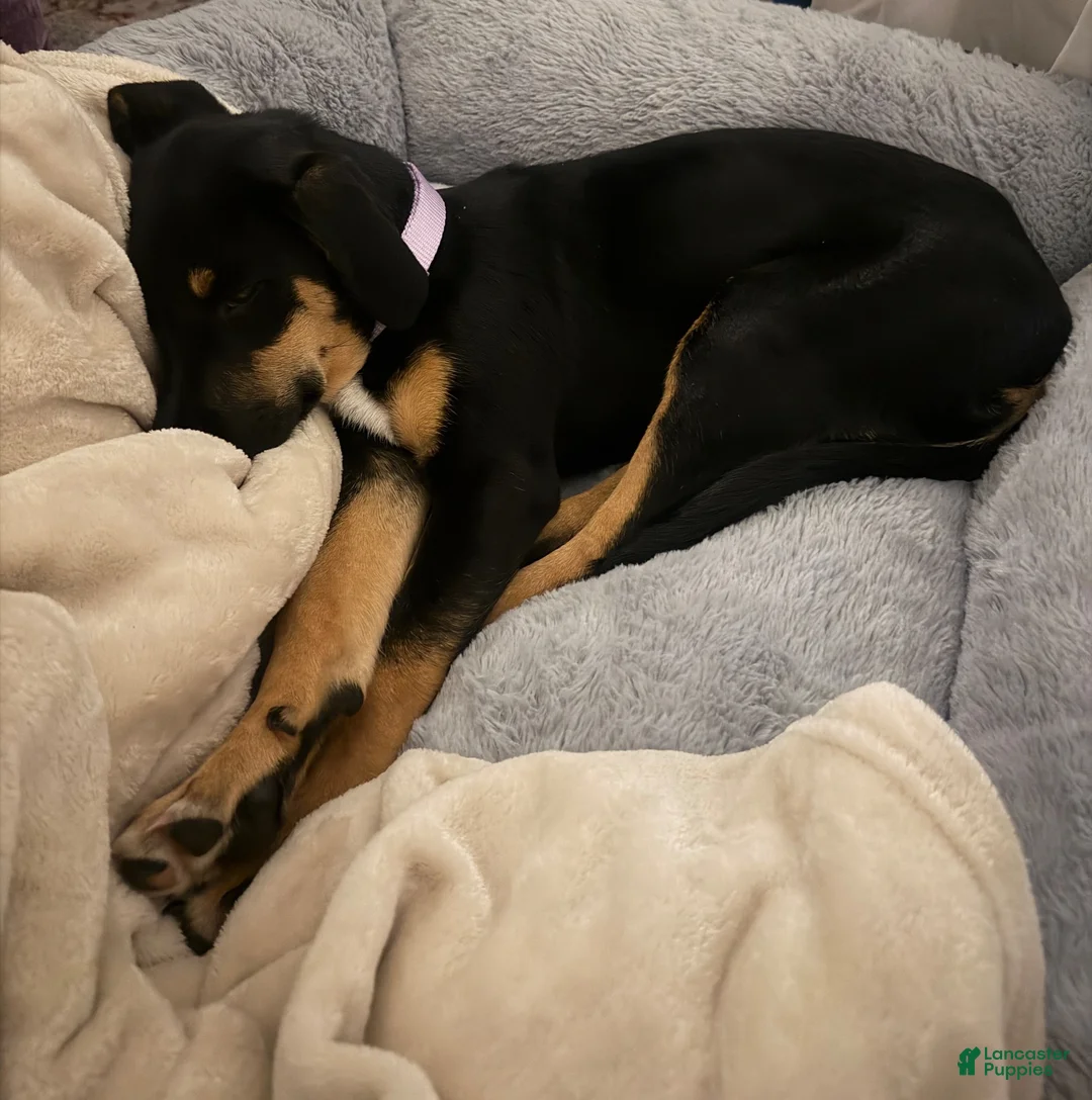 Mixed Breed dogs for sale: Mixed Breed 1 - Ad 2