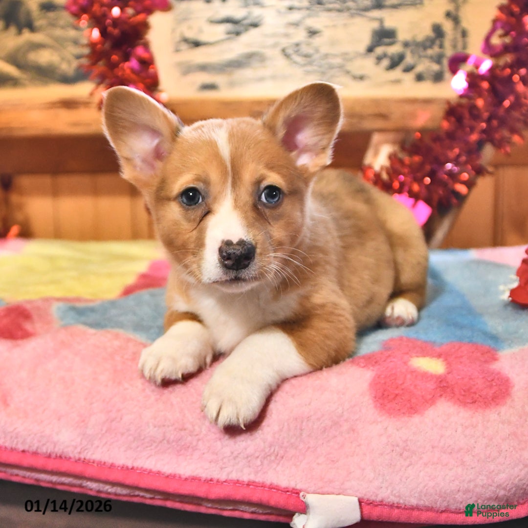 Welsh Corgi Pembroke dogs for sale: Sunny  - Ad 4