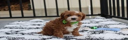 Cavapoo dogs for sale: Everett - Ad 3