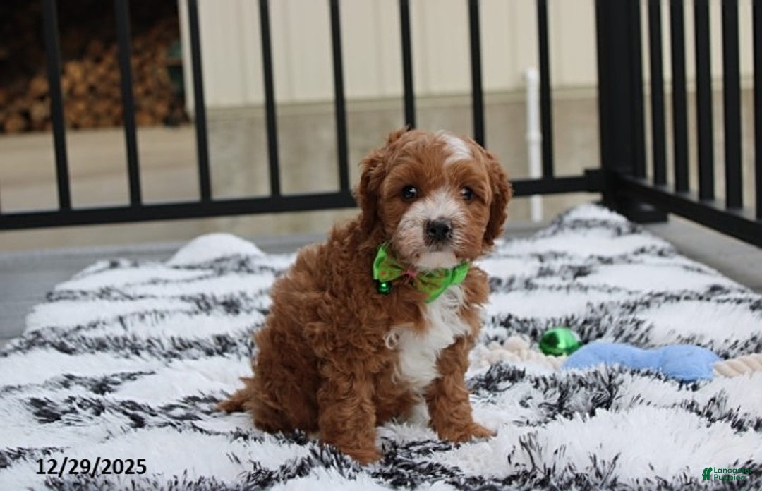 Cavapoo dogs for sale: Everett - Ad 3