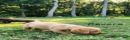 Labrador Retriever dogs for sale: Revere - Ad 4