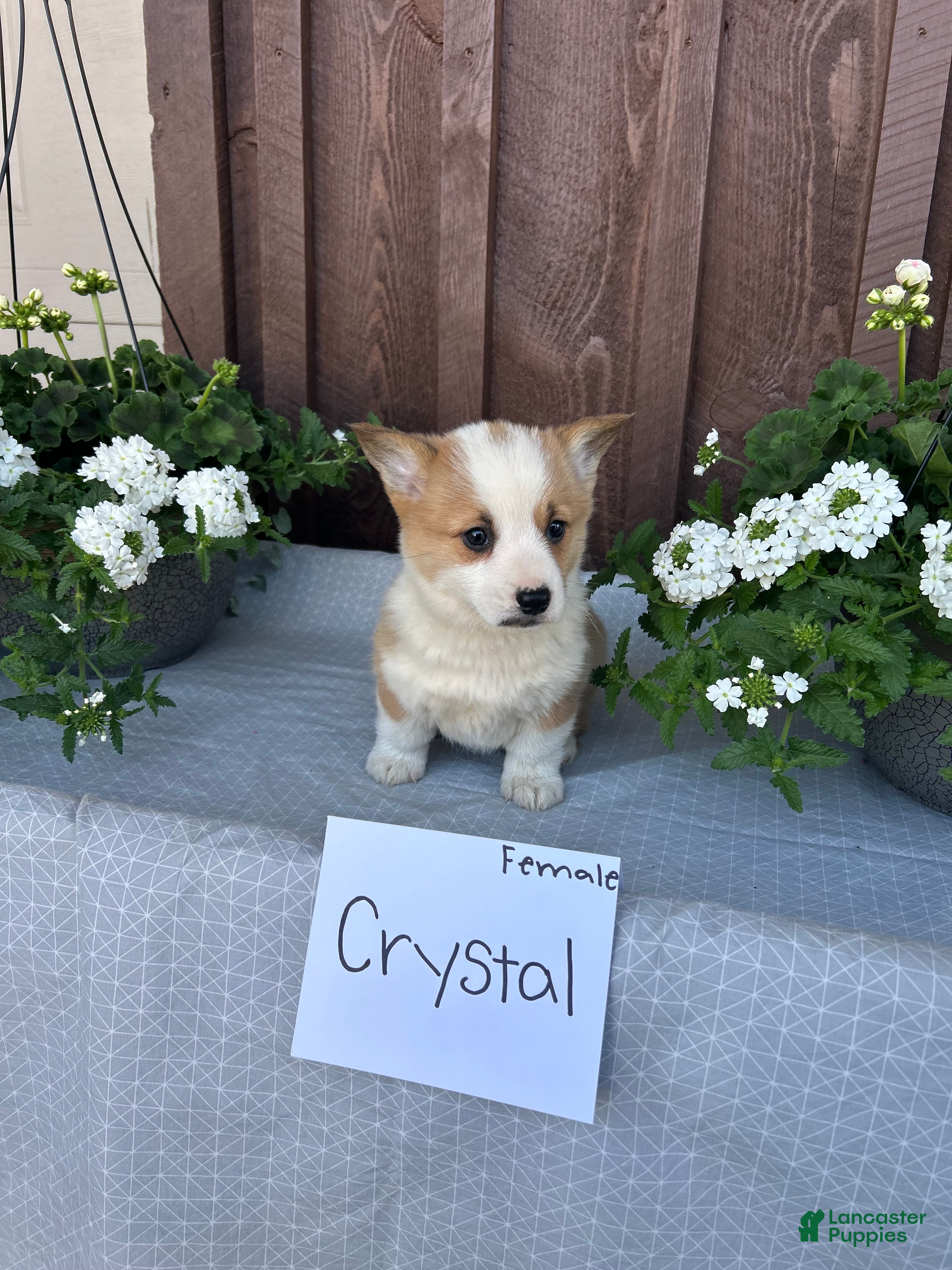 Welsh Corgi Pembroke dogs Crystal - Ad 16