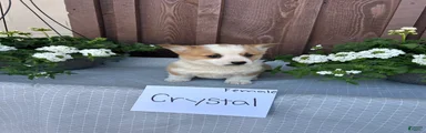 Crystal