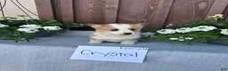 Welsh Corgi Pembroke dogs for sale: Crystal - Ad 1